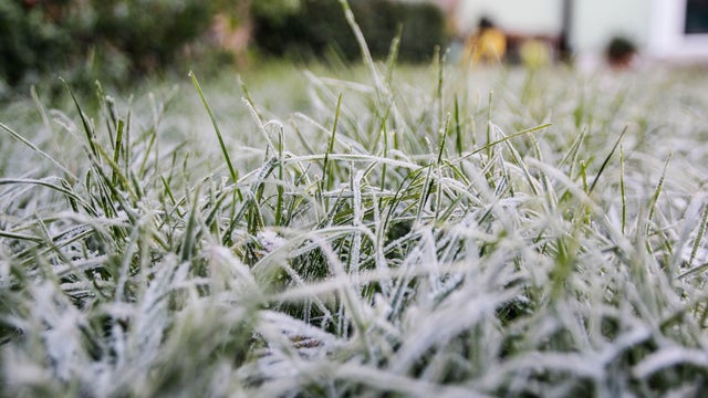 Frosty morning 